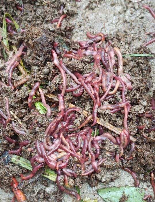 Калифорния чувалчанглари