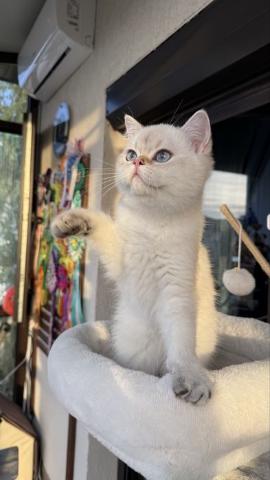 British shorthair - Mascul