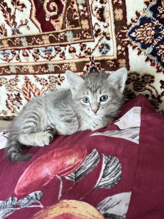 Отдам котенка девочку в добрые руки