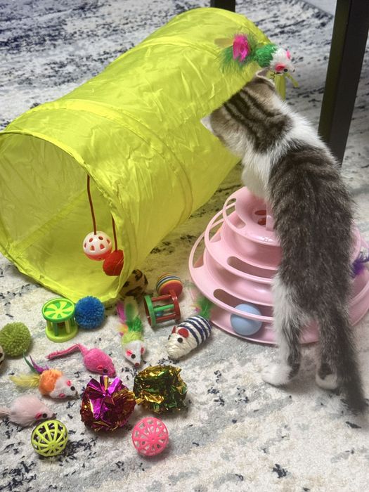 Продаем Котенка 15.000тг