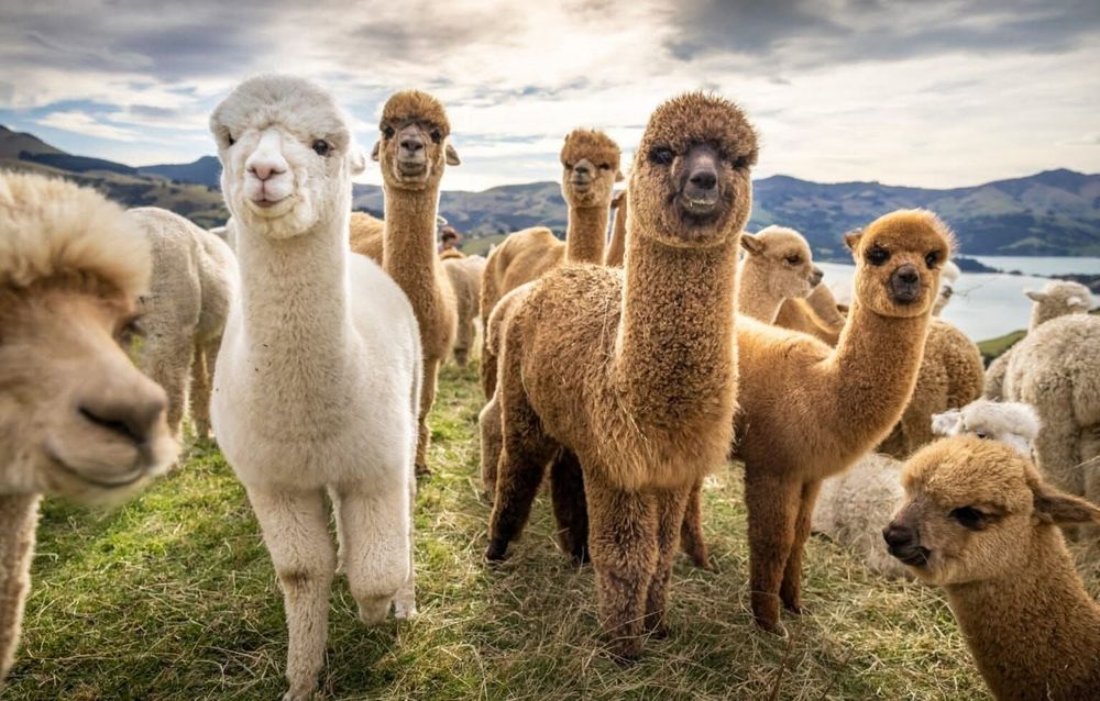 Vând alpaca perechi si bucati