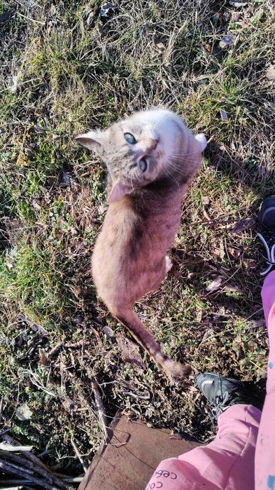 Dau spre adopție pisică castrată
