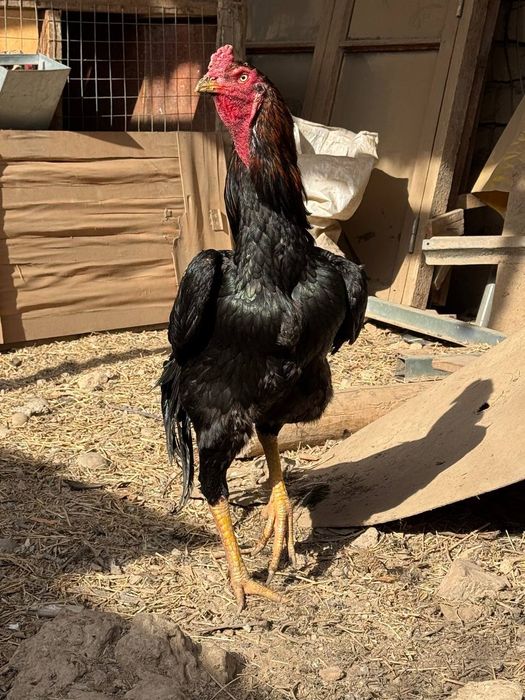 Dakan tovuq tuhumlari