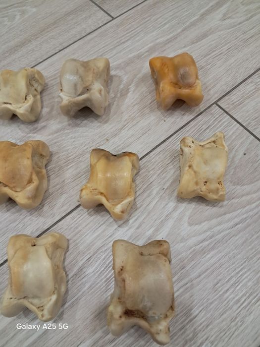 Асыки бараньи и жеребят продам.