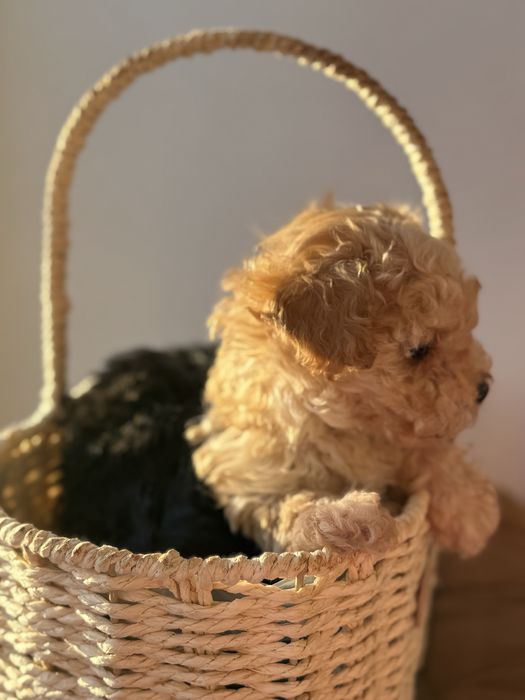 Щенок той-пудель, мальчик