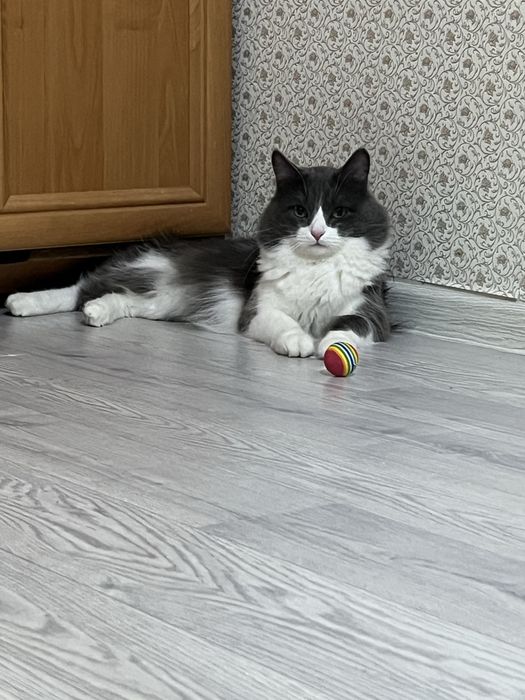 Вязка мой кот 2года опыта нету