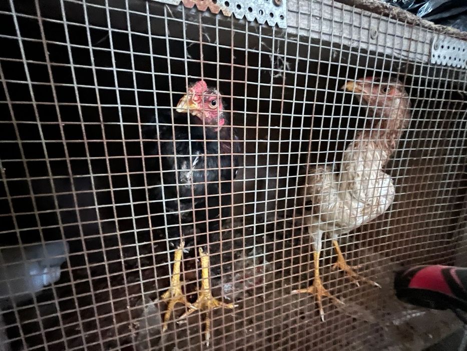 Продам куры доканы