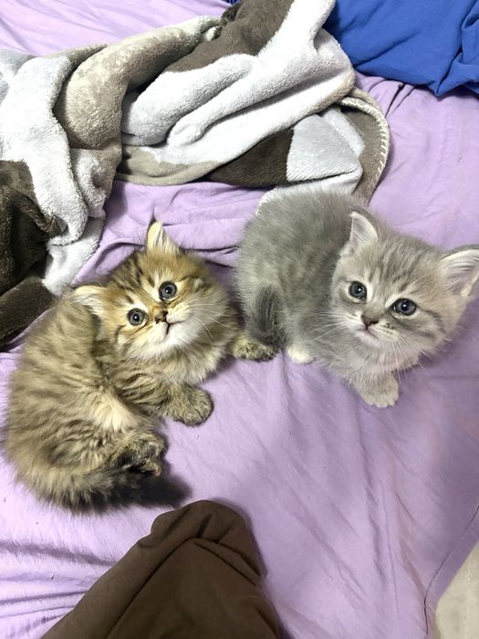 Шотландские котята