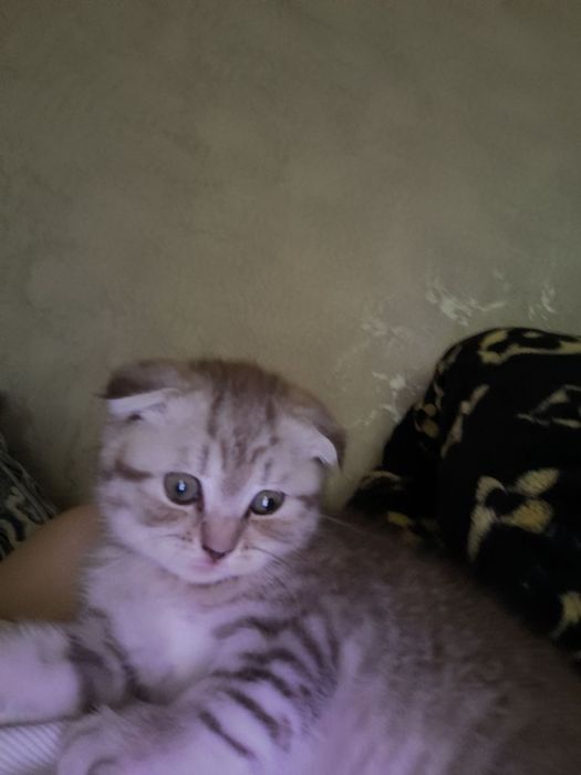 вислоухие котята
