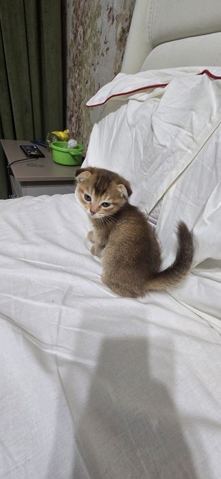 Продаю котят мальчик и девочка