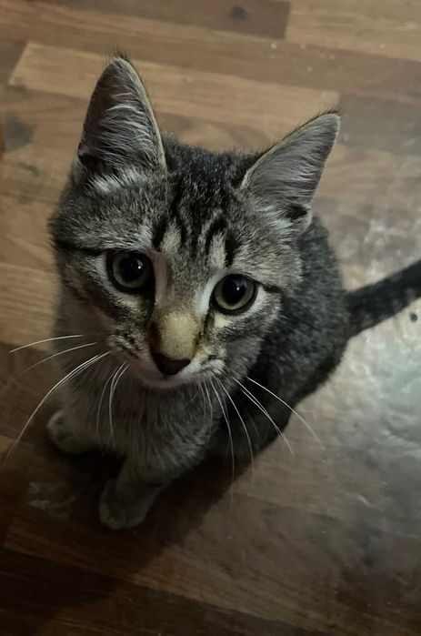 Котёнок мальчик в добрые руки