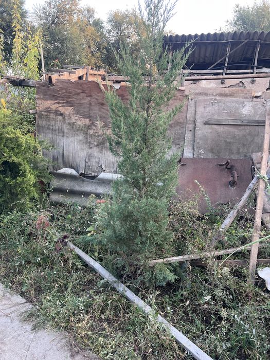 Срочно продам туи .