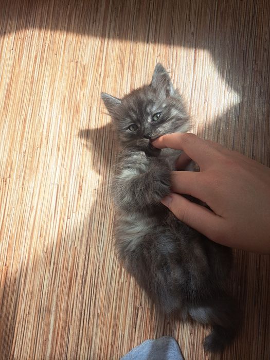 отдам в хорошие руки