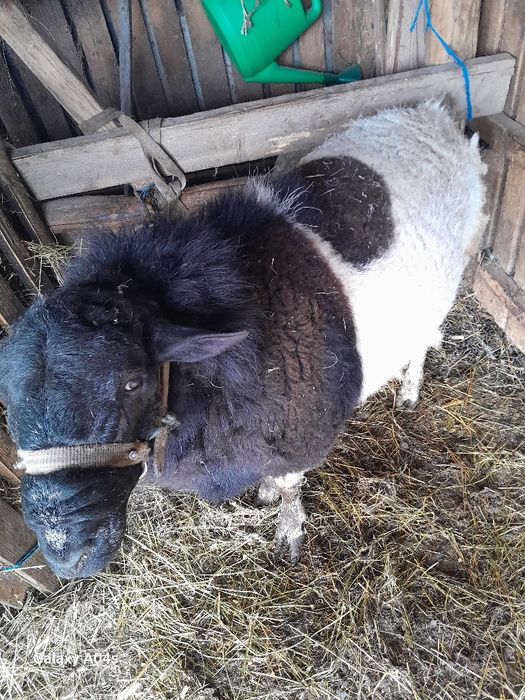 Berbec Dropper de vânzare , miei Dropper de vânzare