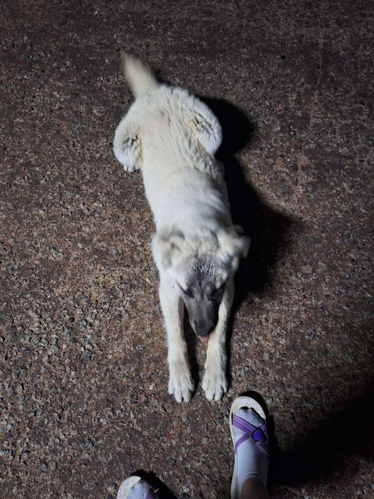 Отдам в добрые,любящие руки