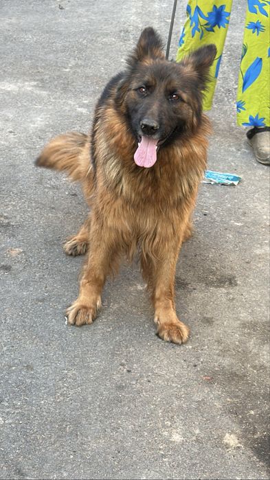 Немецкая овчарка  сука с документами