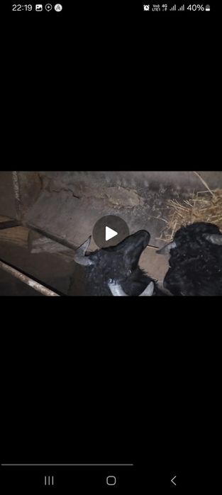 Сотилади галишамиз кузилар