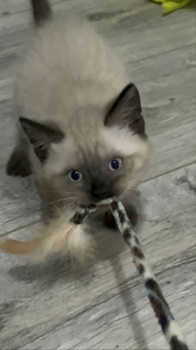 продам сиамского котенка