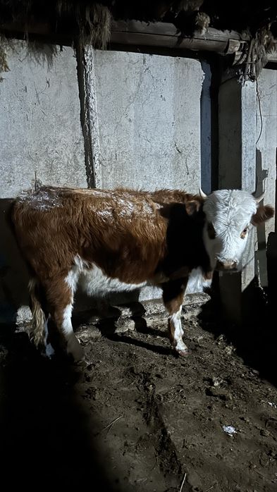 Тайыншы 1.5 жасар еркек бұзаулар