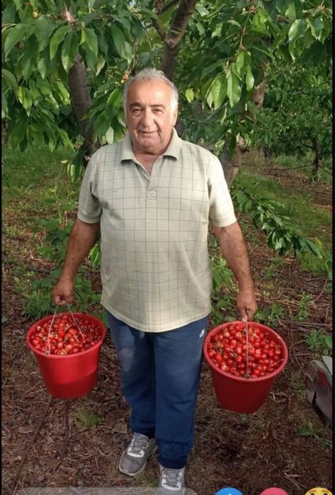 Cires altoit pe  Gisela 5 , soiuri diferite : Tamara , Regina…