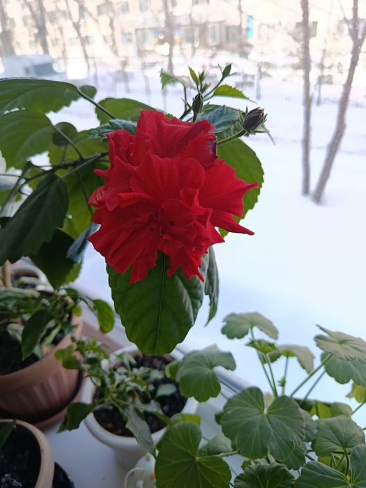Гибискус лечебный