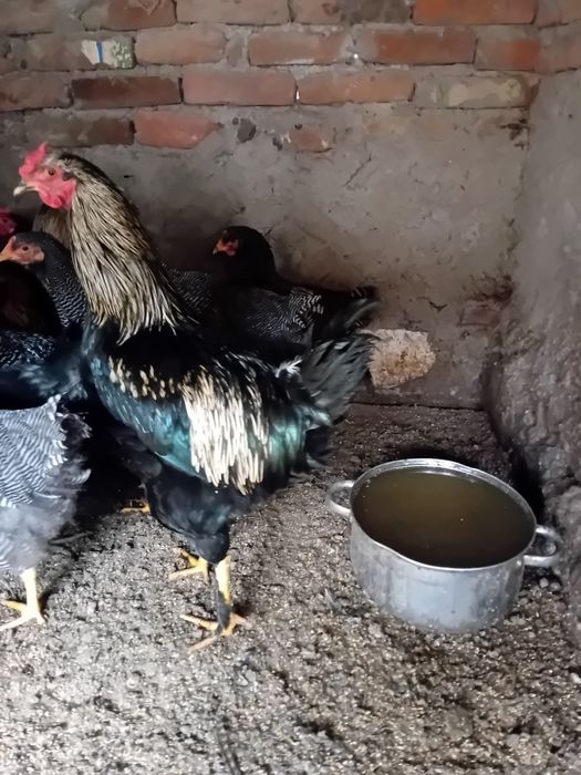 Vând 4 cocoși în vârstă de 5 luni crescuți cu uruială .