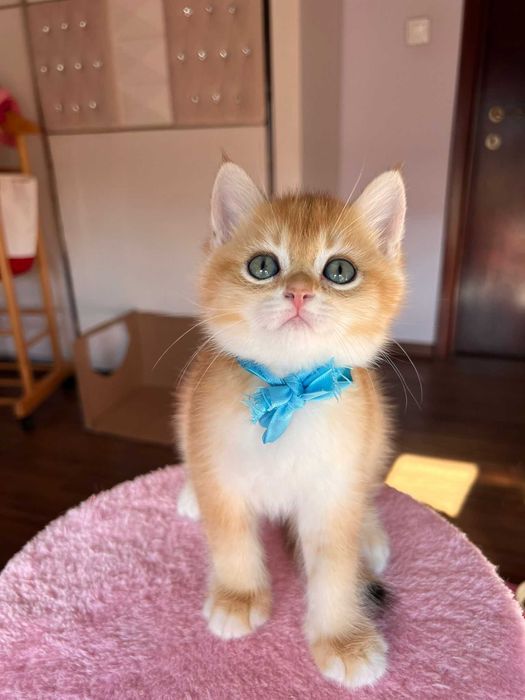 Băiețel iubitor british shorthair golden chinchilla!