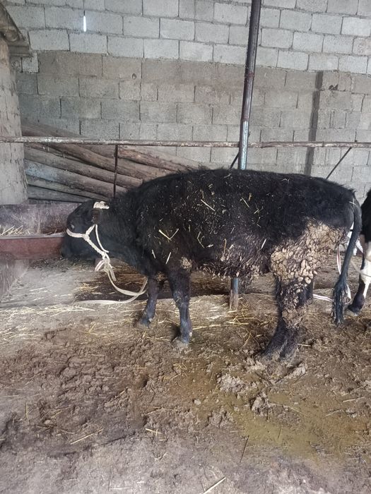 Буқалар сатылады