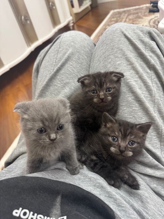 Отдам котят в добрые руки