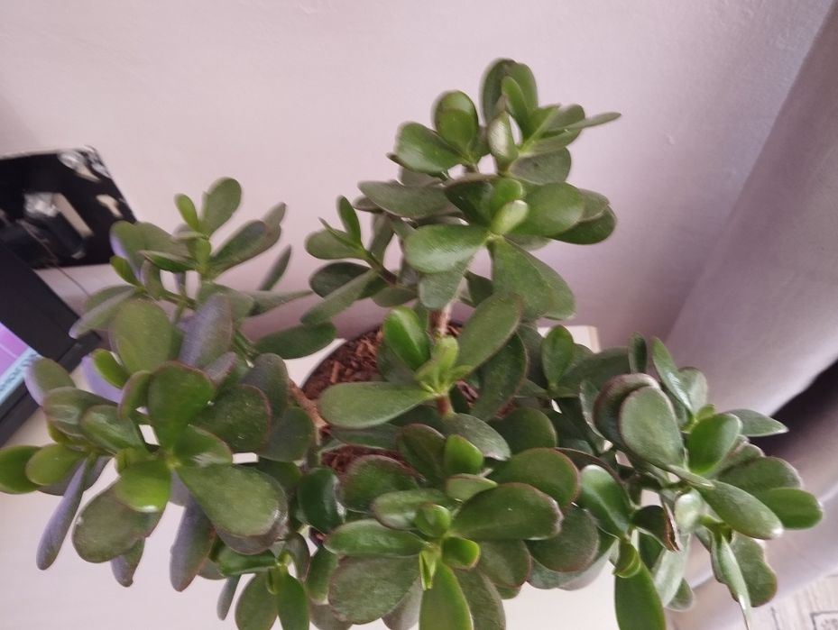 Крассула (толстяка, монетное дерево)