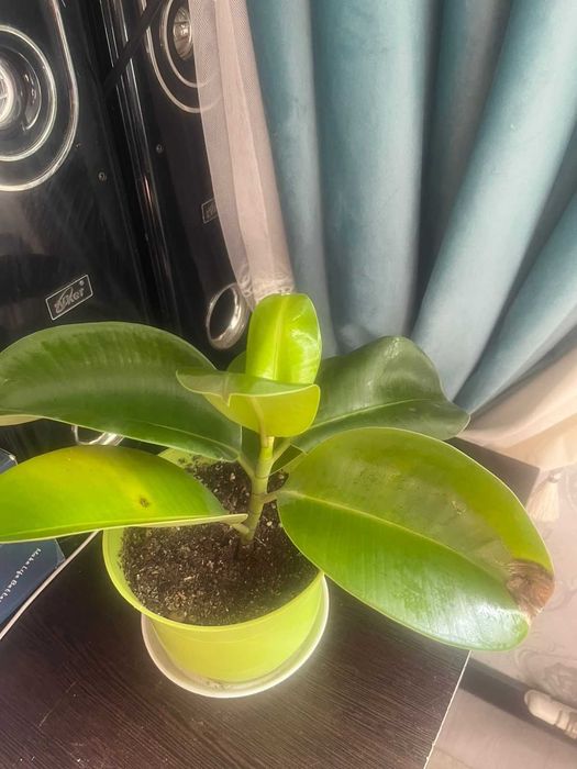 Продаются комнатные цветы