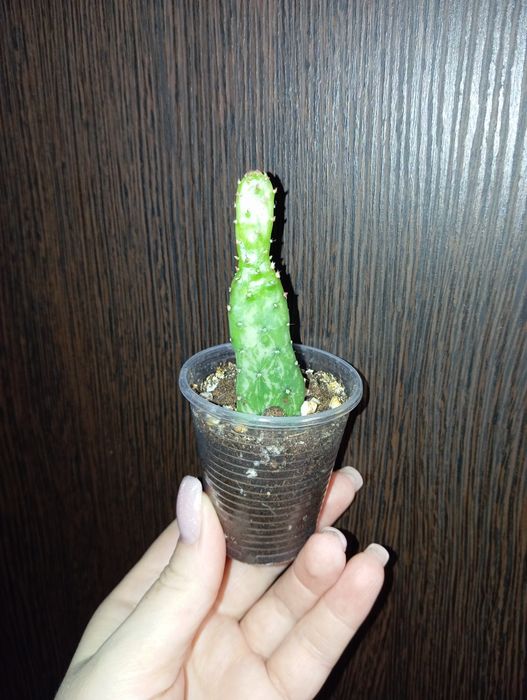 Опунция Моноканта вариегатная