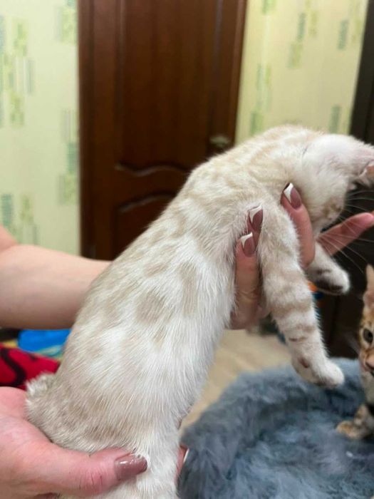 Бенгальские котята