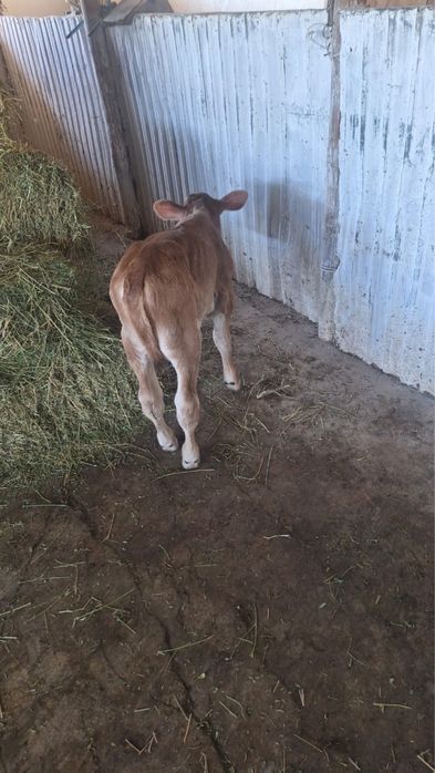 Продаю тёлочку 10 дневную