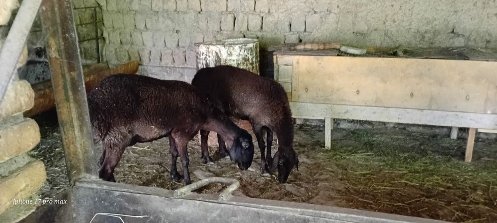 Sovliq qoʻylar sotiladi