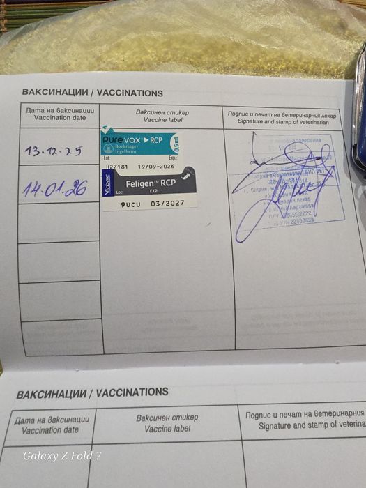 Продавам Руска синя дългокосместа на 8 месеца