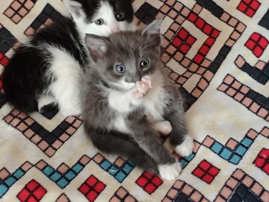 отдам 2х красивых девочек в хорошие руки