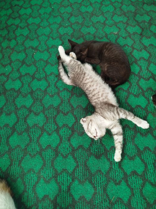 Отдам котят в хорошие руки