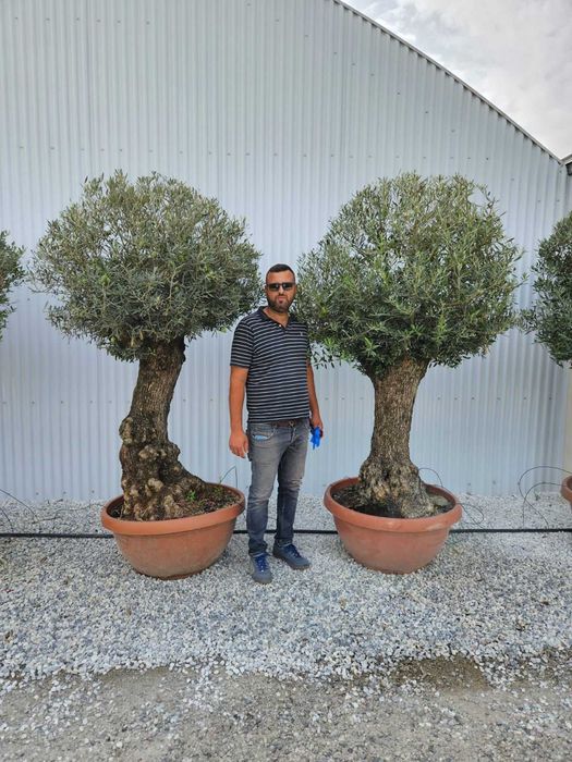 Plante Ornamentale – Livrare Rapidă în Țară