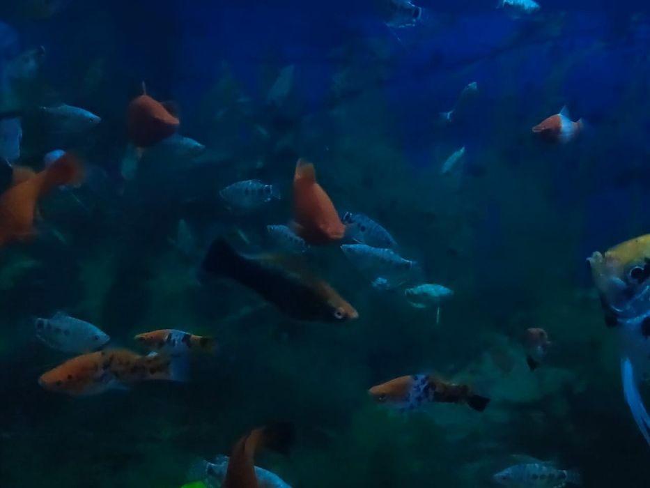 Домашние рыбки для аквариума