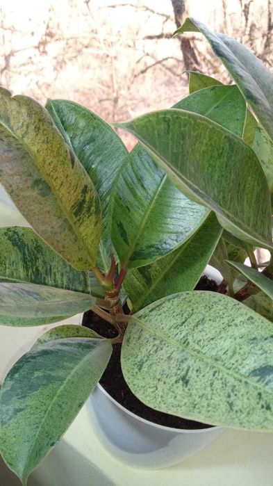 Фикус Эластика Шрайвериана или Муншайн