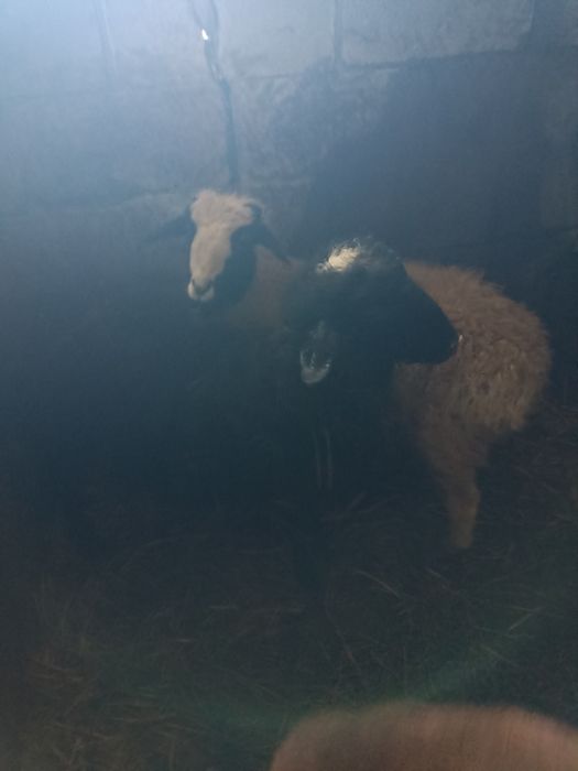 Продам  молодых  токтушек