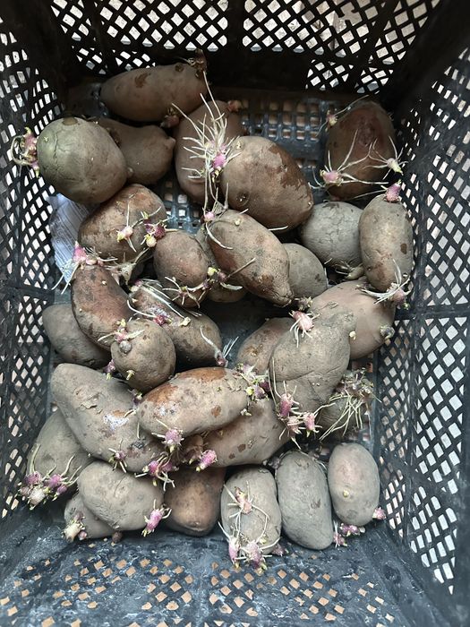 Продам семенной картофель