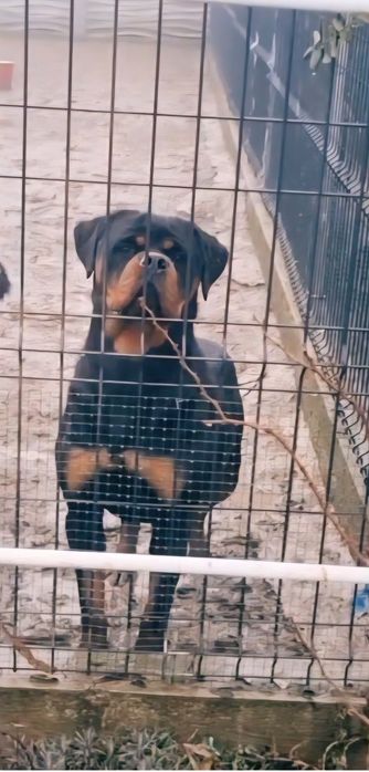 Femelă Rottweiler cu Pedigreu