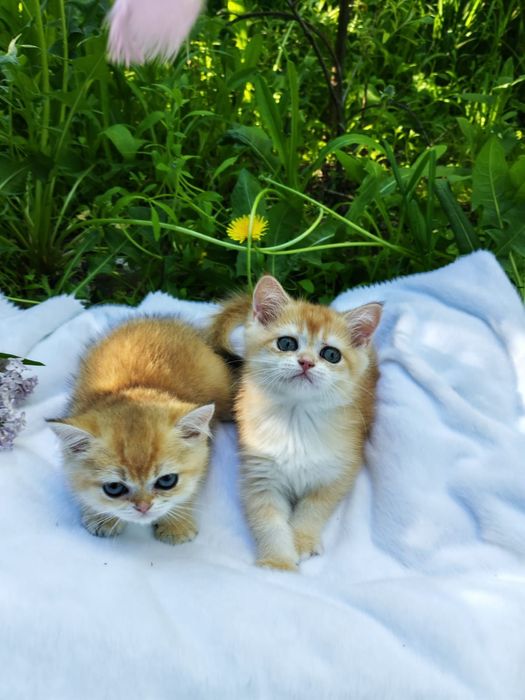 Шотландские котята золотая шиншилла