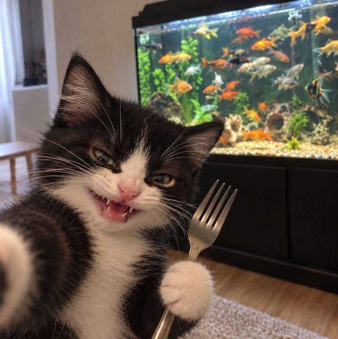 Храна за Котки N&D Kitten вкус спирулина 1,5 кг.