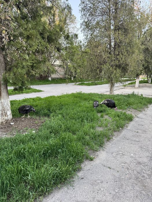 Индюки семейку продаю