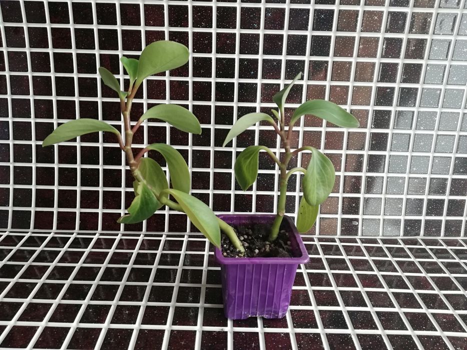 Излишки комнатных растений