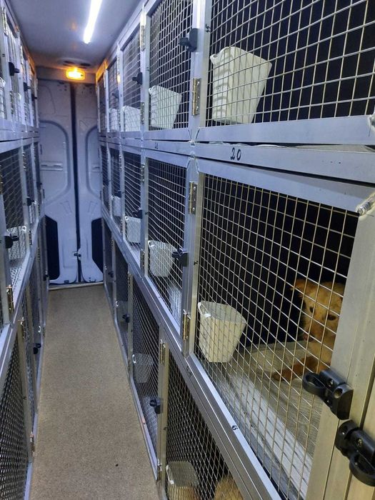 Montam.custi de caini in Dube