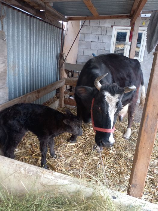 Сүтті  сиыр   бұзауымен сатылады